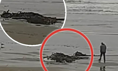 Vật thể lạ xuất hiện trên bờ biển nước Mỹ.