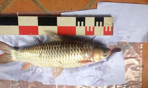 Một con cá chày lớn có chiều dài khoảng 50cm được bắt tại sông Đồng Nai.