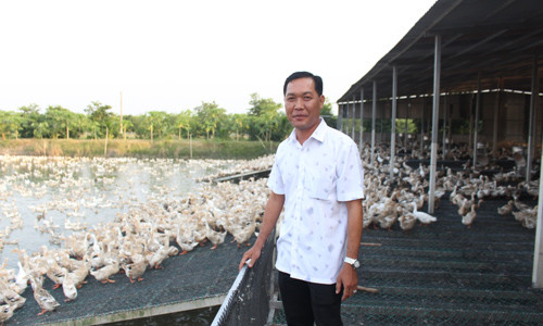 Anh Âu Thanh Nhựt tại trại vịt được chăn nuôi theo phương thức mới