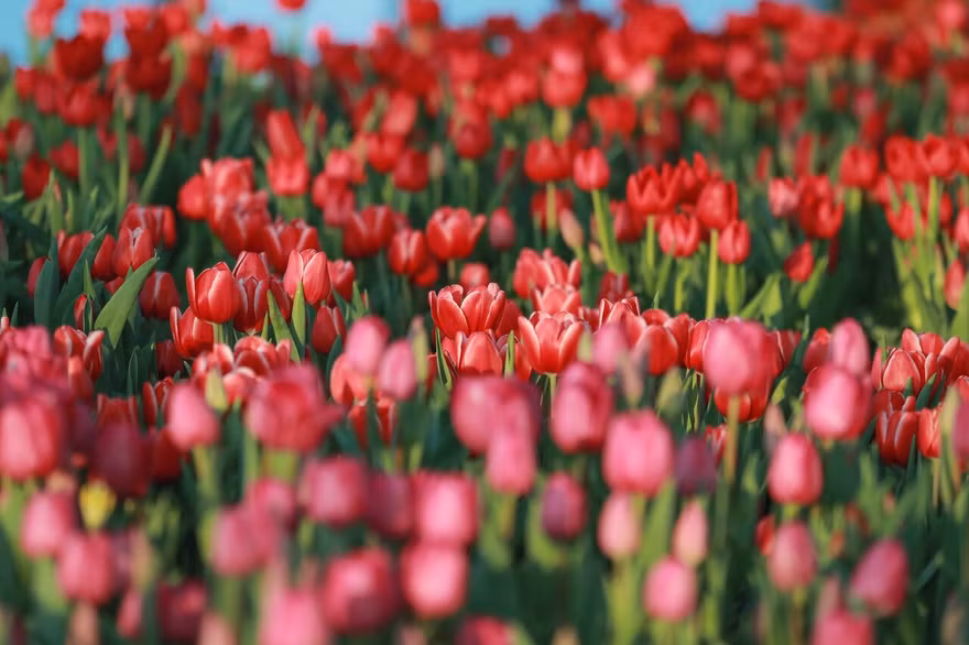 Hoa Tulip vốn là niềm tự hào của người Hà Lan, được họ mang đi khắp nơi