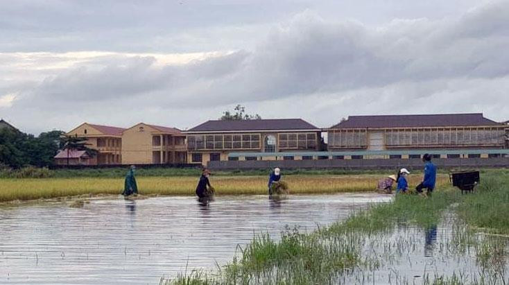 Đoàn viên thanh niên giúp dân gặt lúa chạy bão Conson.