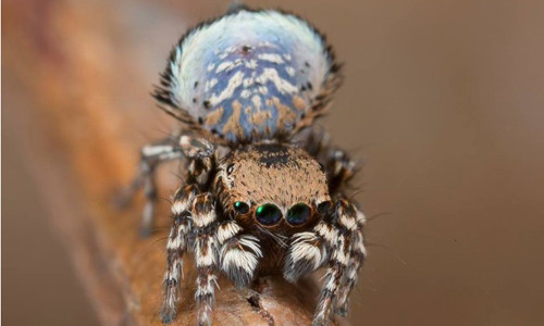 Nhện Maratus nimbus với họa tiết mây trên quạt. Ảnh: Science Alert.