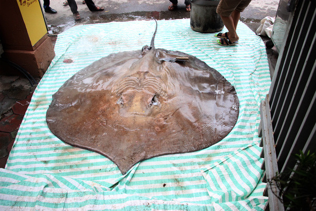 Con cá đuối nặng tới 216kg, dài 3,2m, rộng 1,9m