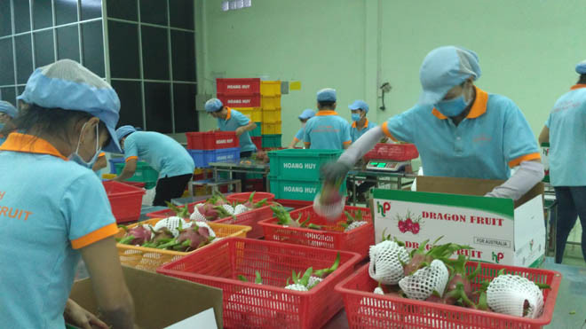 Đóng gói thanh long xuất khẩu đi Úc tại nhà máy Hoàng Phát (tỉnh Long An)