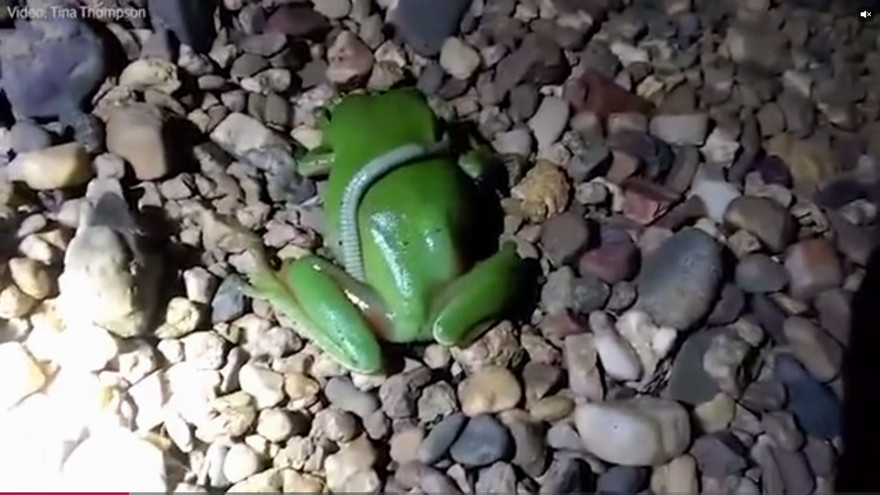 Ếch cây xanh ngấu nghiến nuốt chửng rắn trong chốc lát