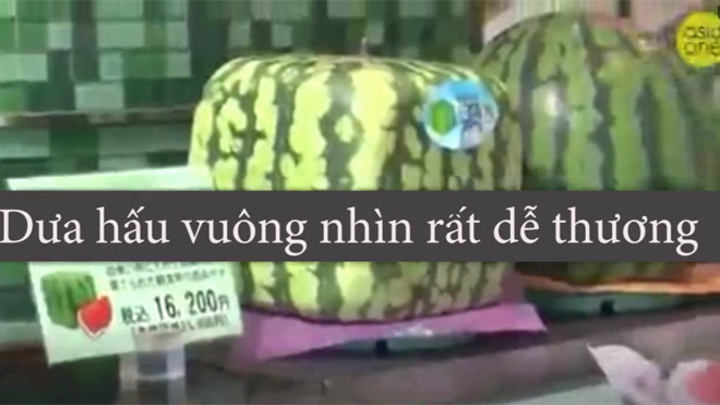 Lý do thực sự khiến người Nhật trồng dưa hấu vuông