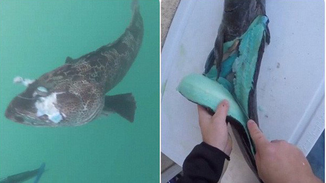 Con cá mú bông từng gây sốt mạng xã hội.