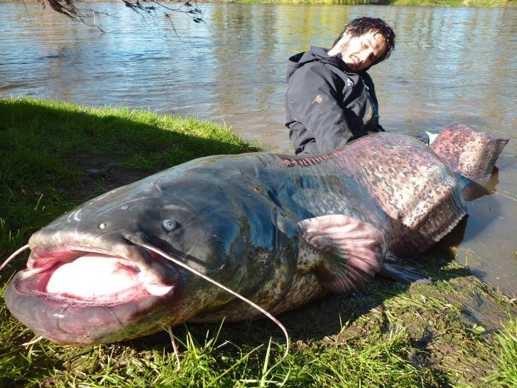 Cá da trơn khổng lồ