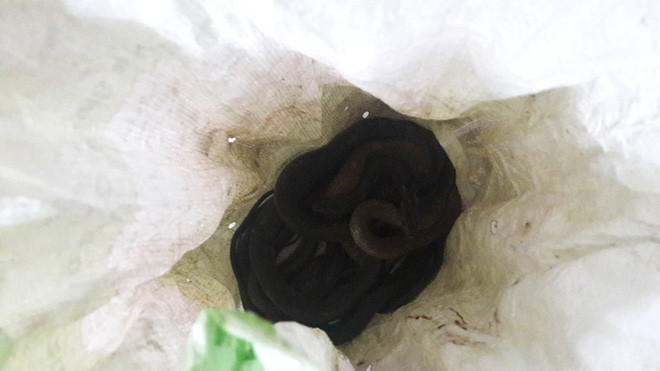 Bao tải chứa đầy rắn được phát hiện vào tối ngày 29/8 khiến cả tổ 9, phường Tân Chính (quận Thanh Khê, TP Đà Nẵng) hoang mang