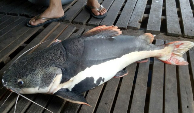 Con cá "lạ" được trả giá cao, nhưng ông Bon không bán