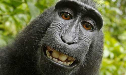 Đoạn kết của vụ kiện bản quyền ảnh tự sướng của... khỉ