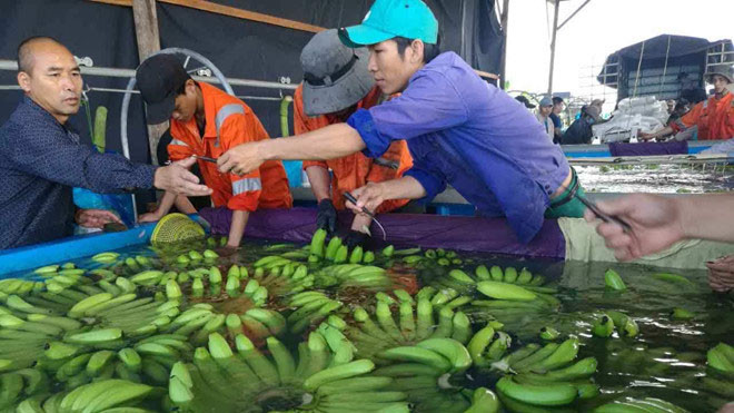 Bầu Đức đã có thu hàng trăm tỷ đồng từ chuối xuất khẩu Ảnh: HAGL