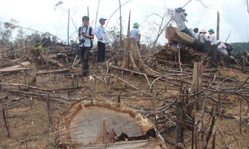 Hiện trường phá rừng phòng hộ Tiên Lãnh. Ảnh H. Văn