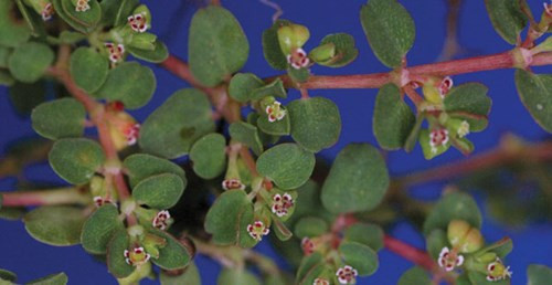 Món ăn, bài thuốc hỗ trợ chữa trị ung thư vú