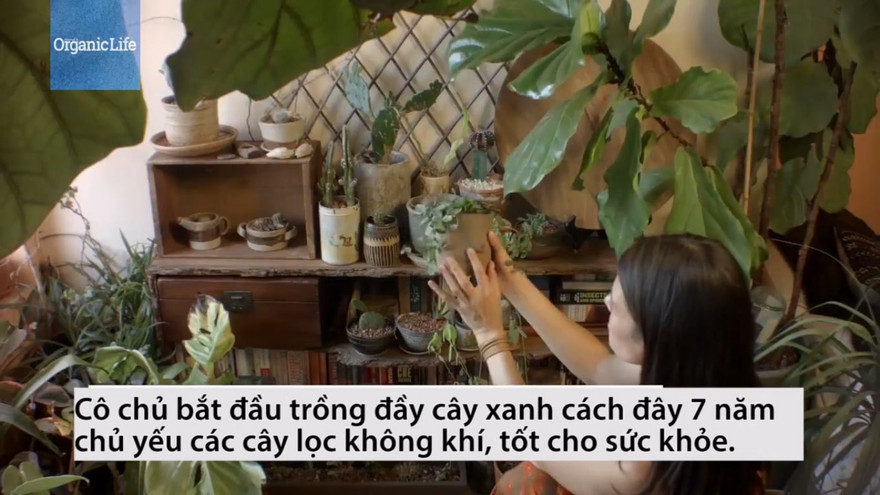 Cô gái trồng 670 cây trong nhà để thanh lọc không khí