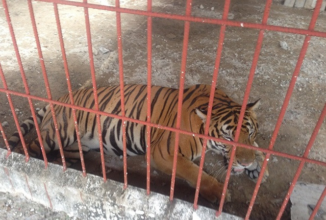 Chưa xử lý dứt điểm vụ hổ cắn lìa tay người