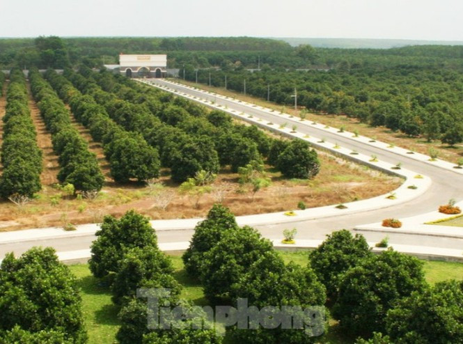 Nông trại Vinamit rộng gần 153 ha đất