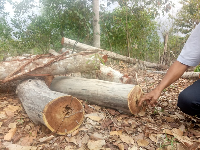 Bình Dương thông tin vụ rừng trong khu di tích bị 'tàn phá'