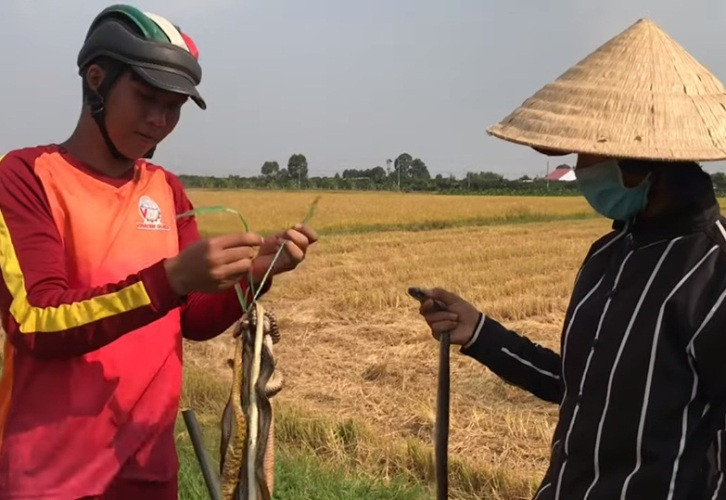 Doanh nghiệp tạm nghỉ vì dịch, công nhân đua nhau ra đồng bắt chuột 