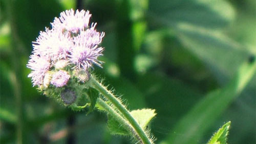 Ảnh minh hoạ: Hoa Ngũ Sắc hỗ trợ hiệu quả trong điều trị mũi xoang