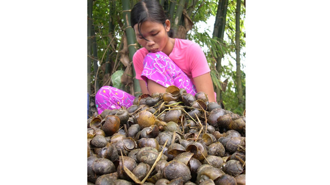 Diệt ốc vừa bảo vệ mùa màng vừa giúp nông dân nghèo có thêm thu nhập. 