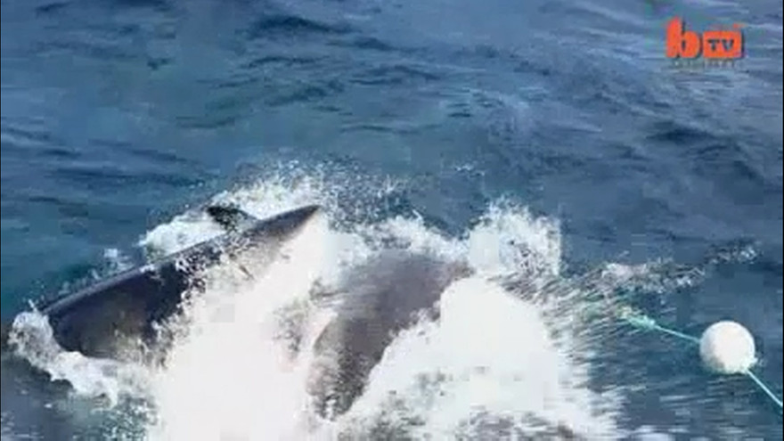 Cá mập tấn công đồng loại