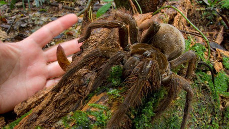 Nhện khổng lồ có tên khoa học là Theraphosa blondi. (Nguồn: livescience.com)