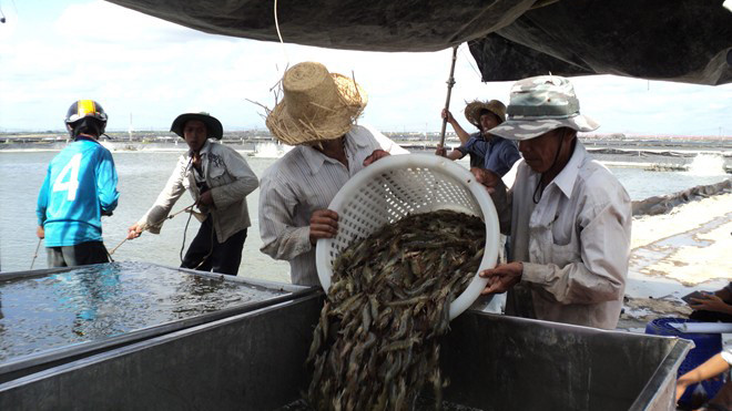 Người nuôi tôm lo lắng giá tôm tiếp tục giảm mạnh trong thời gian tới. Ảnh: Ngọc Trinh/ Zing