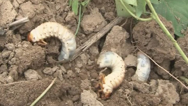 Hừng hực với sùng đất - 'Viagra' tự nhiên đất Quảng