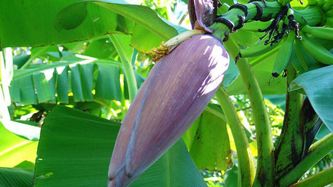 Chữa lành vết thương từ các loại rau củ quả