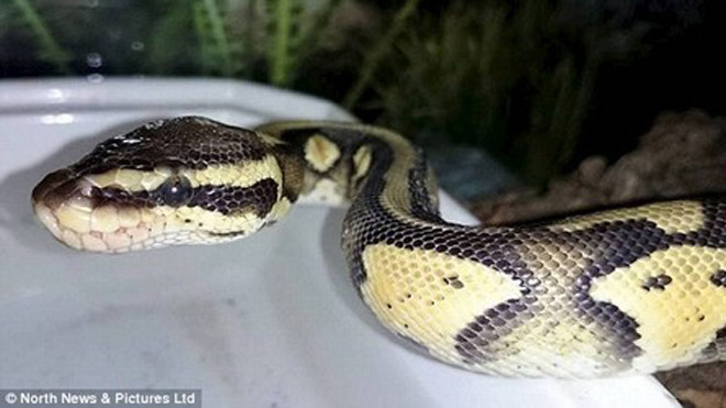 Con trăn khi được phát hiện đã nhịn ăn nhiều tháng và có thể gây nguy hiểm 