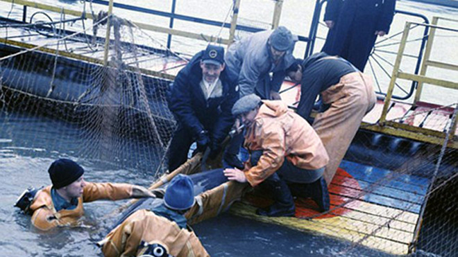 Giải mật 'đội đặc nhiệm cá heo' của quân đội Nga