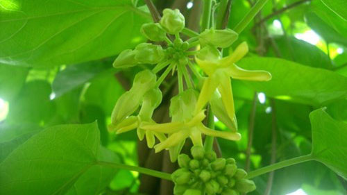  Hoa thiên lý có tác dụng tăng sức đề kháng cho cơ thể. Hình minh họa.