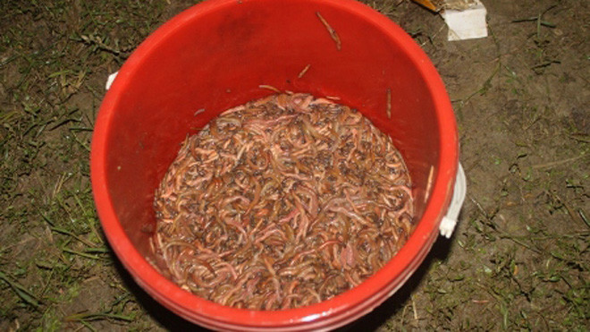 Những ngày thời tiết thuận lợi con rươi lên nhiều người dân nơi đây cũng kiếm được cả chục triệu đồng. 