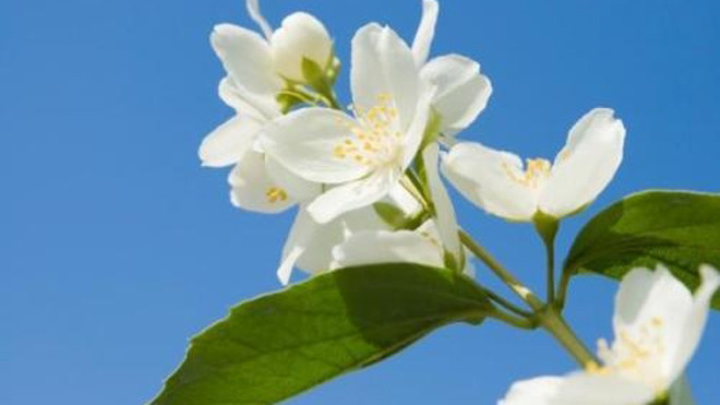 Làm đẹp đơn giản với hoa nhài