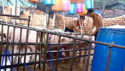 Clip: Đột nhập ‘công xưởng’ heo bơm nước