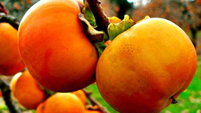 Hồng Đà Lạt có màu vàng cam trong khi hồng Trung Quốc có màu đỏ sẫm (Ảnh: Internet) 