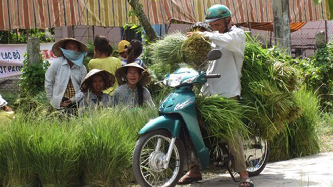 Mua bán cỏ ở chợ cỏ Ô Lâm trong mùa nước nổi.