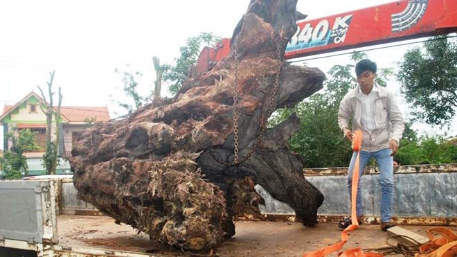 Gốc cây 'khủng' được đưa đi cân để xác định trọng lượng. 