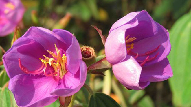 Những loại thảo dược có tác dụng giải độc