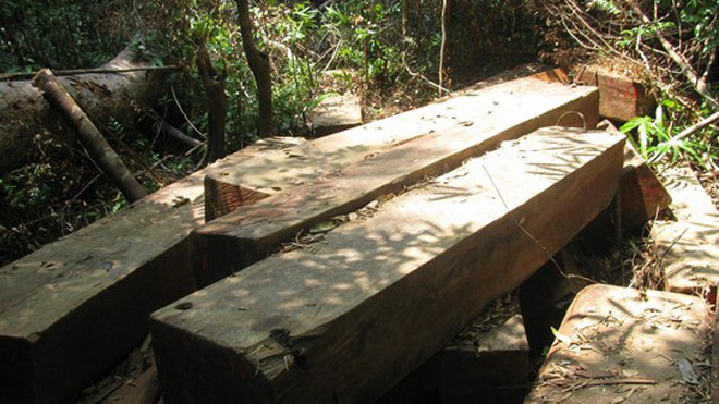 Gỗ quý được phát hiện ngay trong vùng rừng đặc dụng