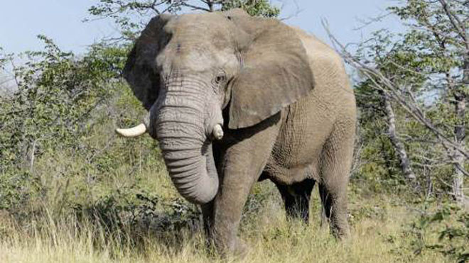 Một phụ nữ đã chết vì bị voi dẫm lên tại công viên nuôi giữ voi ở Iruttukanam. Ảnh: WestEnd61/REX.