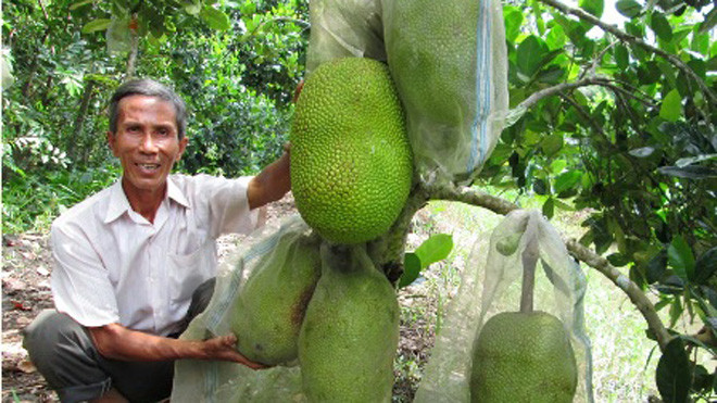Sau nhiều lần nghiên cứu ông Tám phát hiện dùng lưới cước Thái bao trái mít để hạn chế sâu bệnh và giúp trái mít có màu sáng đẹp nhờ hấp thu đủ ánh sáng
