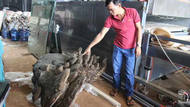 Cây nấm linh chi khổng lồ