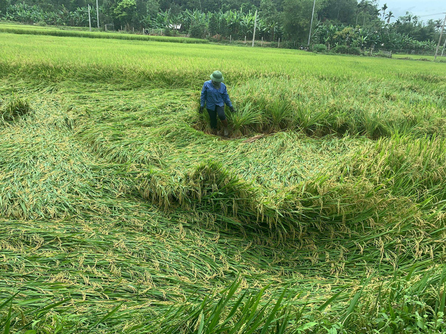 Người dân ra đồng buộc lúa đổ rạp sau đợt mưa dông sáng nay (29/4) tại Quảng Bình