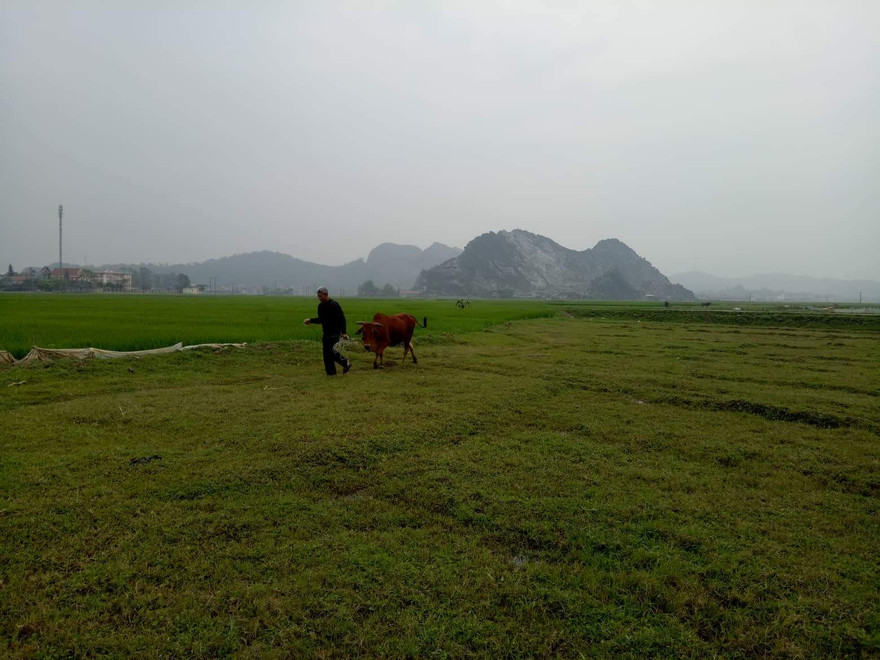 Oái oăm trâu, bò gặm cỏ phải... nộp phí ở Thanh Hóa