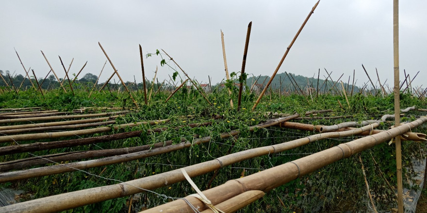 Công an Thanh Hóa vào cuộc vụ ruộng mướp bị nhổ gốc