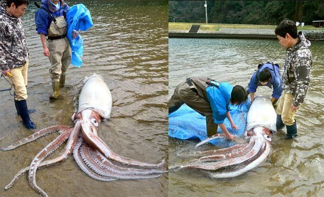 Bắt được mực đại vương, dài hơn 3m