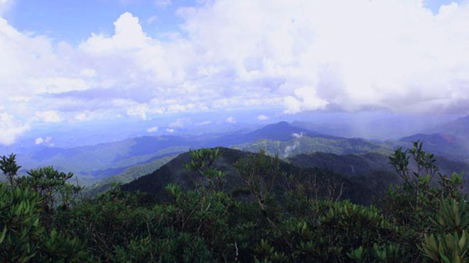 Khu rừng Đỗ Quyên nguyên sinh được phát hiện tại dãy Trường Sơn. Ảnh: Đình Hiệp