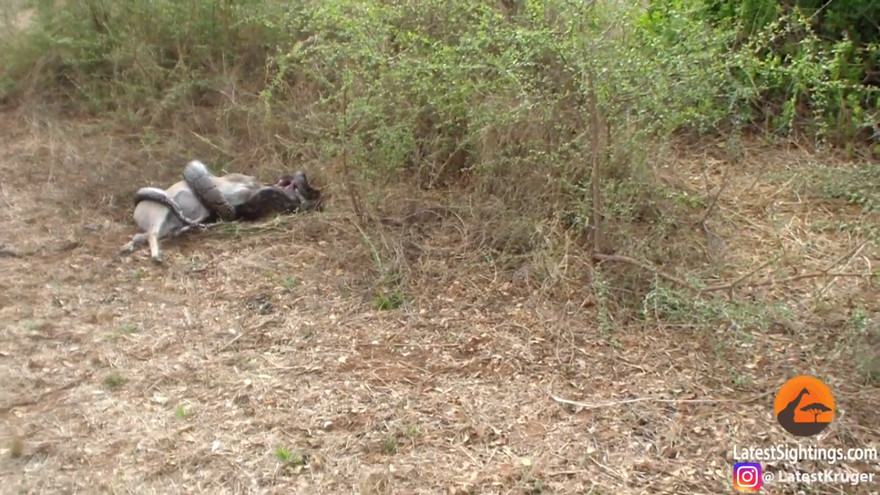 Trăn 'khủng' quằn quại vì bị sừng linh dương đâm xuyên cổ